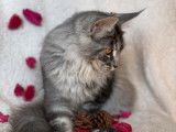Vente de deux chatonnes Maine Coon