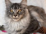 Vente de deux chatonnes Maine Coon