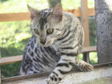 Chaton bengal silver à rosettes à adopter