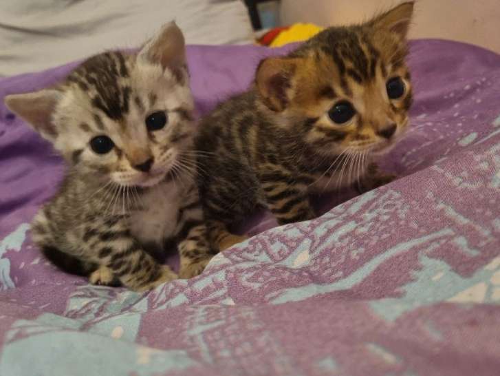 Mise en vente de deux chatons Bengal, mâle et femelle