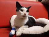 Chat mâle noir et blanc de 6 ans, bicolore à adopter