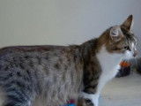 Chat adulte d&rsquo;un an, femelle brown spotted tabby cherche un toit d&eacute;finitif