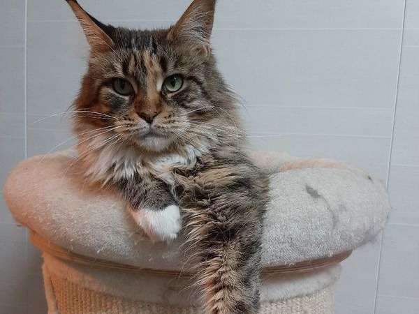 Chat Adulte De 6 Ans Ne En 15 Maine Coon Femelle Tricolore En Vente Petite Annonce Chat