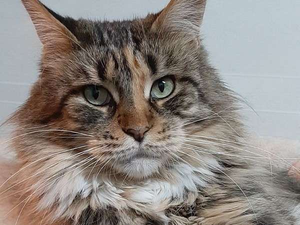 Chat Adulte De 6 Ans Ne En 15 Maine Coon Femelle Tricolore En Vente Petite Annonce Chat