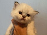 Chaton m&acirc;le Selkirk Straight seal tabby point n&eacute; en juillet 2021 &agrave; r&eacute;server