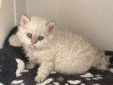 À réserver, chaton mâle Selkirk Rex seal golden shaded point né en juillet 2021