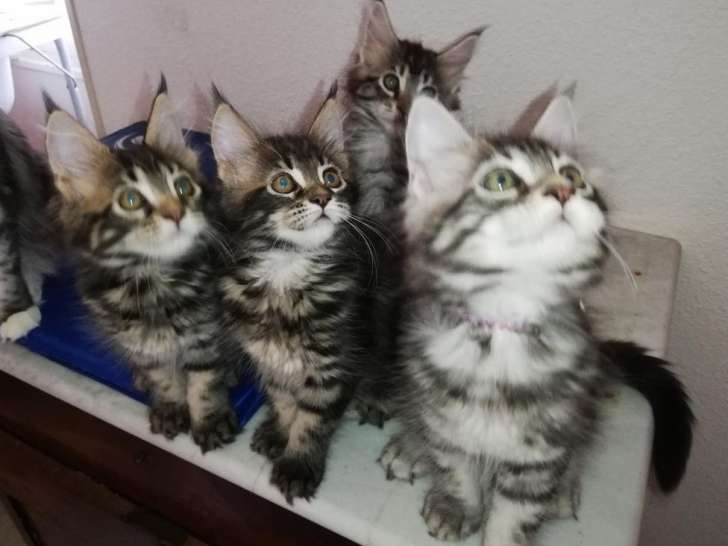 4 chatons Maine Coon de juin 2021, 2 mâles et 2 femelles à vendre