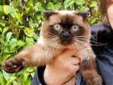 Chat adulte mâle Scottish Fold chocolat point disponible pour saillie