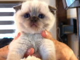 Chat adulte mâle Scottish Fold chocolat point disponible pour saillie