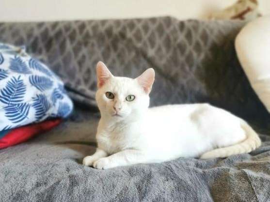 Olliver, chat blanc de 4 ans à adopter