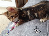 Superbe femelle Bengal brown marble tabby à vendre