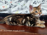 Superbe femelle Bengal brown marble tabby à vendre