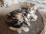 Superbe femelle Bengal brown marble tabby à vendre