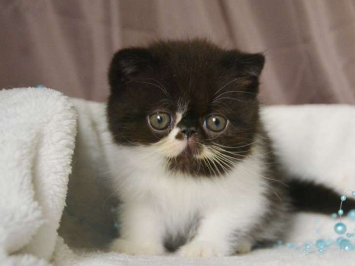 Réservation ouverte pour un chaton Exotic Shorthair né en juin 2021, mâle noir et blanc