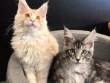 À vendre, 2 chatons Maine Coon mâles nés en mai 2021