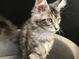 À vendre, 2 chatons Maine Coon mâles nés en mai 2021