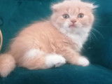 2 chatons Highland Fold m&acirc;les de juillet 2021 &agrave; r&eacute;server