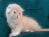 2 chatons Highland Fold m&acirc;les de juillet 2021 &agrave; r&eacute;server