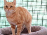 Chat adulte de 3 ans, m&acirc;le roux &agrave; adopter