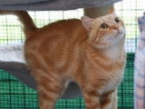 Chat adulte de 3 ans, m&acirc;le roux &agrave; adopter