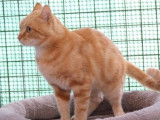Chat adulte de 3 ans, m&acirc;le roux &agrave; adopter
