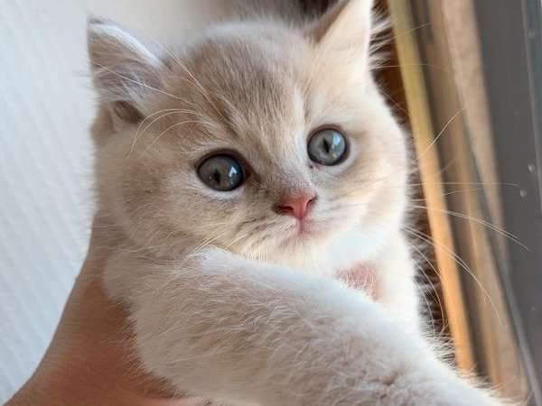 Réservation ouverte pour un chaton British Shorthair né en juin 2021, mâle lilac golden shaded