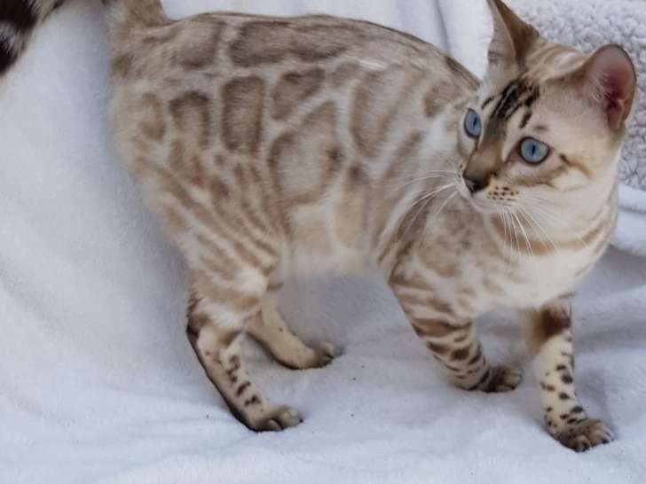 Disponible à la vente, chaton Bengal de mars 2021, femelle tabby point à rosettes