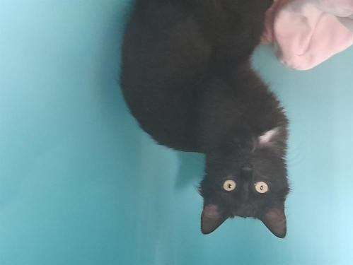 Adoption d’une chatonne noire avec médaillon blanc