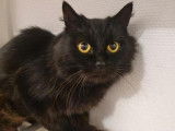 Recherche d&rsquo;un nouveau foyer pour un chat femelle d&rsquo;un an, noir solide