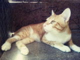 Chat mâle d’un an à adopter, robe bicolore tabby roux