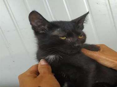 Mise à l’adoption d’un chaton mâle au pelage noir