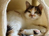 Chat femelle tricolore de 6 ans recherche famille