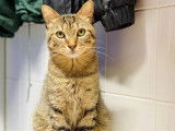 Chat mâle tabby âgé de 5 ans à recueillir