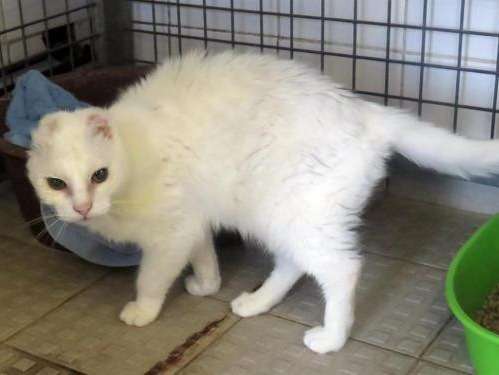 Chat mâle blanc de 6 ans recherche foyer