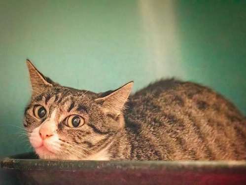 Chatte spotted tabby adulte de 2019 (2 ans) à donner