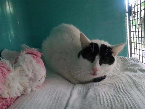 Adoption chatte noire et blanche âgée d’un an