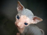Chaton m&acirc;le Sphynx bleu et blanc &agrave; vendre