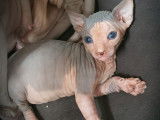 Chaton m&acirc;le Sphynx bleu et blanc &agrave; vendre