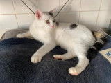 Chat m&acirc;le de 7 ans au pelage blanc et gris &agrave; prendre