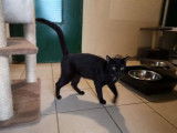 À adopter chat mâle au pelage noir âgé de 4 ans