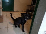 À adopter chat mâle au pelage noir âgé de 4 ans