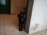 À adopter chat mâle au pelage noir âgé de 4 ans
