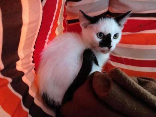 Adoption d’un chaton mâle noir et blanc
