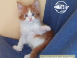 Golden Fields Sheyenne née le 6 août 2021 - Maine Coon pure race Red and White - Disponible début novembre 2021