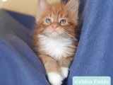 Golden Fields Selena née le 6 août 2021 - Maine Coon pure race Red and White - Disponible début novembre 2021