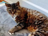 Recherche famille pour chatte tigrée marron chocolat de 18 ans