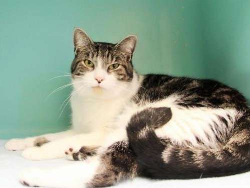 A Recueillir Un Chat Male De 3 Ans Bicolore Tigre Noir Et Smoke Petite Annonce Chat