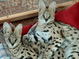 Servals de 5 mois. Le Serval &agrave; l'origine de la race savannah