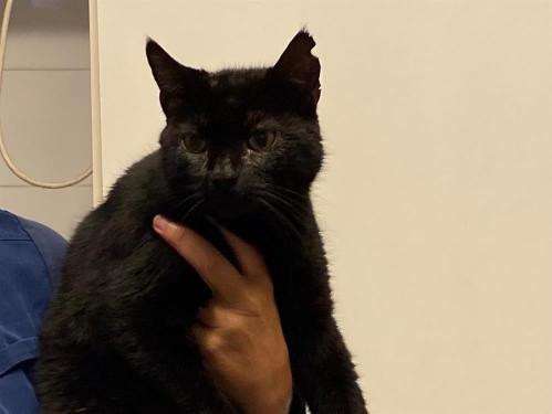 Disponible à l'adoption : un chat mâle adulte noir, âgé de 6 ans