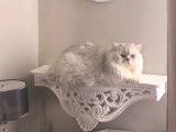 Chat Persan chinchilla disponible pour saillie
